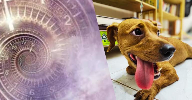 thôi miên hồi quy tiền kiếp, vượt qua nỗi đau mất thú cưng